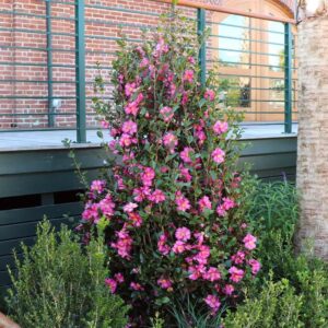Camellia Sasanqua Shi-Shi I 3 Extra Large 3 Gallon Plants Pink Flowering Live Plant for Outdoor & Indoor Gardens, Compact Elegant Flowering Shrub for Vibrant Landscaping