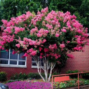 Crape Myrtle Pink Velour | 1 Extra Large 3 Gallon Plants | Lush Magenta-Pink Blooms, Live Plant, Elegant Ornamental Shrub for Distinctive Garden Accents